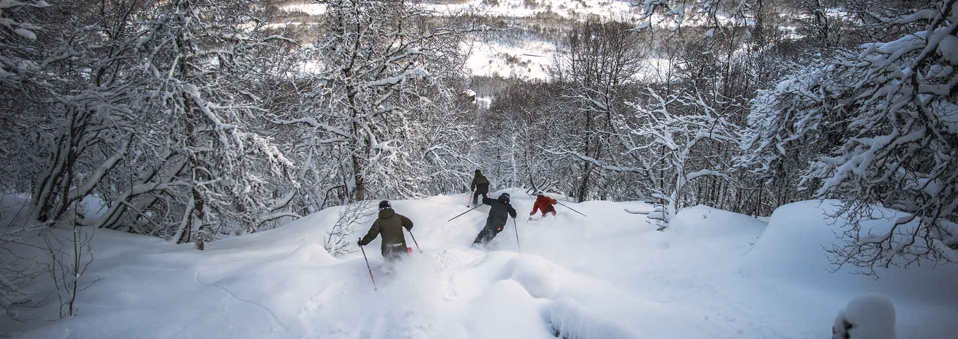 off-piste skiing in birch forest