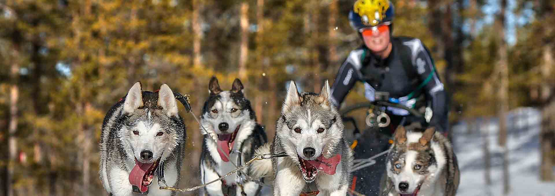 sleddog and skier